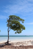 Windschiefer Baum am hellen Sandstrand von Caye Caulker