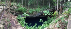 Die Cenote El Pit liegt im Wald.