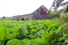 Rund um Viñales finden sich überall saftiggrüne Tabakfelder. Dieses hier liegt hinter einer Tabakfabrik am Ortsausgang.
