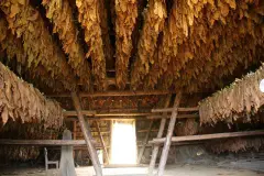 Die gesamte Hütte ist mit Tabakblättern vollgehängt.