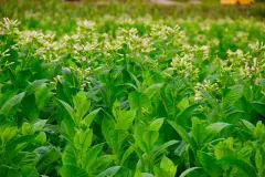 Blühende Tabakpflanzen