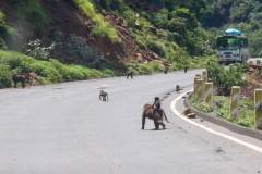 Die Affen im Hochland scheren sich nicht um den verkehr auf der Straße.
