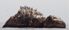 Felsen voller Pelikane