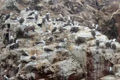 Jede Menge Blaufuß- und Peru-Tölpel leben auf den Islas Ballestas