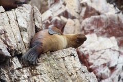 Seelöwen schlafen auf den Felsen, allein ...