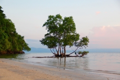 Teile der Westküste Bunakens sind von Mangroven bewachsen.