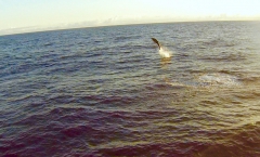 Delfine begleiten unser Boot und springen meterhoch aus dem Wasser.