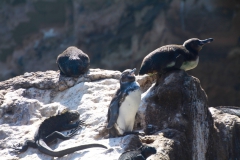 Zwischen den Tauchgängen vor Isabela Island fahren wir zu den Felsen und statten den Pinguinen...