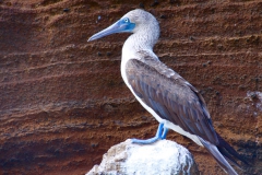 ...unter Beobachtung der für Galapagos so typischen Blaufuß-Tölpel, die im englischen (blue footed) Boobies genannt werden.