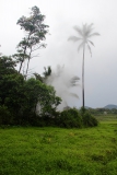 Dampf von den heißen Quellen steigt über das Reisfeld.