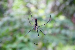 Der Weg zu den Quellen ist nicht ohne Gefahren: handgroße Spinnen ranken ihre Netze über den schmalen Pfad