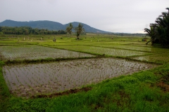 Reisfelder sind auch bei Regen schön :)