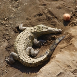 Krokodil mit Obst