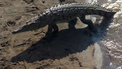 Ein seltenes Bild: Krokodil in Bewegung