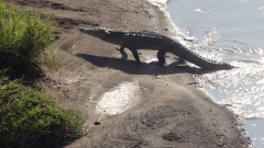 Ein seltenes Bild: Krokodil in Bewegung