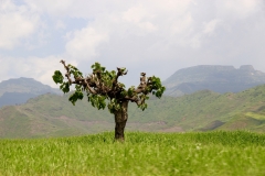 Knorriger Baum in der Landschaft