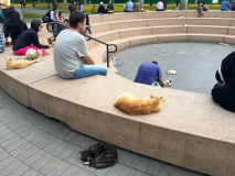 Der Kennedy-Park - übervölkert mit Katzen