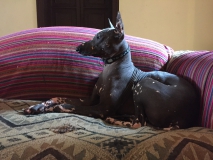 Kaclla, der peruanische Nackthund und Namensgeber unserer Unterkunft