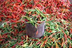 Rote und grüne Chilis werden in rauen Mengen angeboten und abgenommen.