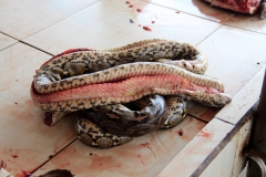 Python-Schlange ist auch im Angebot. Schlangen gibt es hier in Nord-Sulawesi jede Menge.