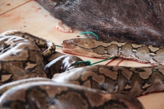 Python-Schlange mit Kopf