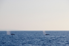 10.000 Buckelwale umgeben von November bis März die Inseln, um zu kalben und die Kälber aufzuziehen.