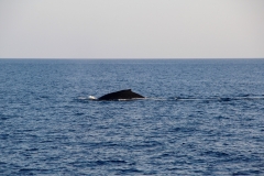 Beim Abtauchen bildet der Wal einen Buckel, woher er auch seinen Namen hat.