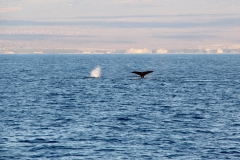Buckelwale können ein Größe von bis zu 15 m erreichen.