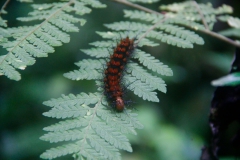 Raupe im Nebelwald von Santa Elena, Costa Rica