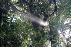 Im Nebelwald von Santa Elena, Costa Rica