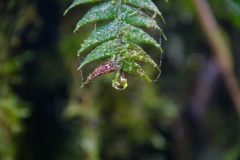 Im Nebelwald von Santa Elena, Costa Rica