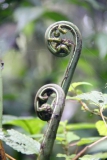 Im Nebelwald von Santa Elena, Costa Rica