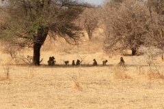 Eine Gruppe Steppenpaviane vertreibt sich die Mittagszeit unter einem Baum.