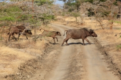 Die Kaffernbüffel rennen über die Straße als wir uns nähern.