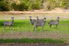 Frage: Sind Zebras weiß mit schwarzen Streifen oder schwarz mit weißen Streifen? Denkt mal drüber nach!
