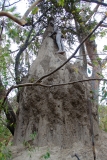 Didi erklimmt für uns den 5m-hohen Termitenhügel.