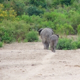 Als unser Jeep den Rand des Flussbetts erreicht, zieht diese Elefantenkuh mit ihrem Kalb lieber ab.