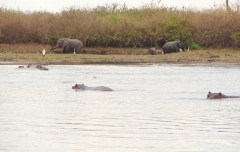 Im Hintergrund sieht man einige Elefanten beim Baden. Ein Nimmersatt-Storch und ein Reiher schauen ihnen dabei zu. Vorne mal ein paar Flusspferde. Wer genau hinschaut, findet vielleicht sogar das Krokodil im Wasser?