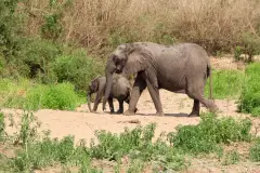 Eine Elefantenkuh mit ihrem Jungen in sicherer Distanz