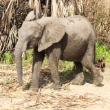 Dieser junge Elefant hat ein Wasserloch gefunden, in das er zumindest halb gepasst hat.