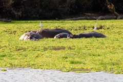 Flusspferde im Rufiji-Fluss im Selous, auf ihnen sitzen zwei weiße Reiher, die aussehen, als würden sie auf den grauen Riesen surfen