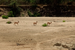 Impalas durchqueren ein ausgetrocknetes Flussbett. Im Vordergrund graben zwei Warzenschweine nach Wasser.