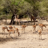 Massai-Giraffen und Impalas grasen einträchtig nebeneinander.