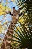 Diese Giraffe ist so ins Fressen vertieft, dass sie zunächst gar nicht bemerkt, wie sich unser Jeep heranpirscht.