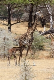 Eine Giraffen-Mama und ihr Junges