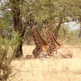Wusstet ihr, dass Giraffen sich zum Ausruhen hinlegen?