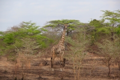 Ein Giraffen-Männchen auf verbranntem Boden