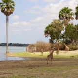 An den Ufern des Rufiis halten sich die Giraffen gern und in großer Zahl auf.