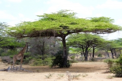 Obwohl Giraffen über ihre dunklen Flecken die Hitze gut kompensieren können, sucht dieses Exemplar den Schatten der Schirmakazie.