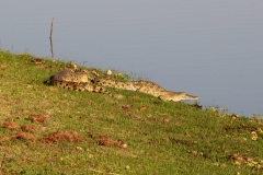 Die Krokodile tummeln sich geradezu am Rande des Rufiji-Flusses